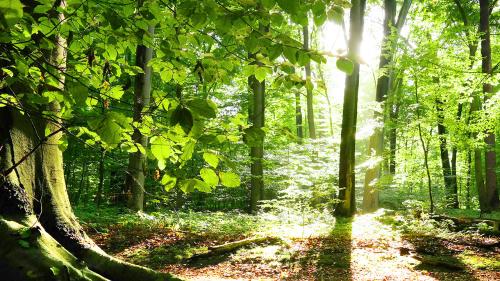 3-forest_1744601727.jpg