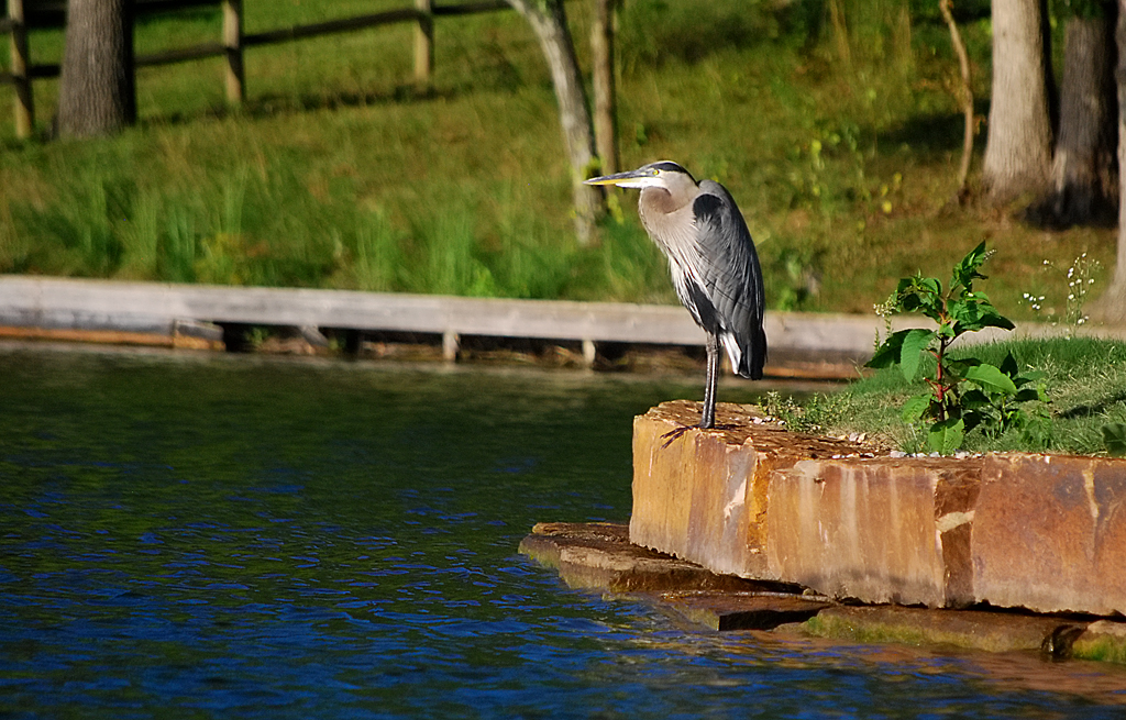 _1645832211.lake_heron.jpg