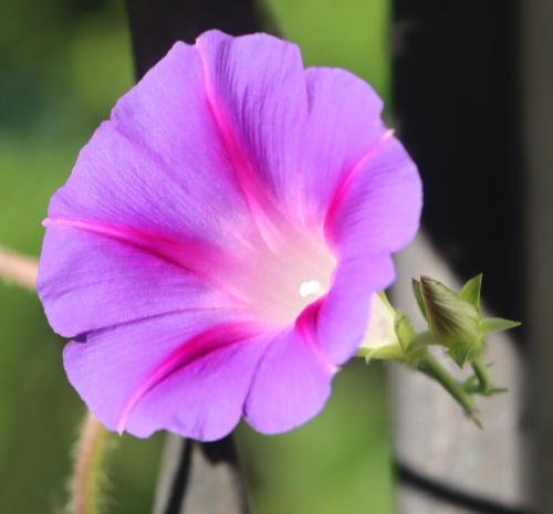 _1656553089.First Moring Glory 3 2022-06-20.jpg