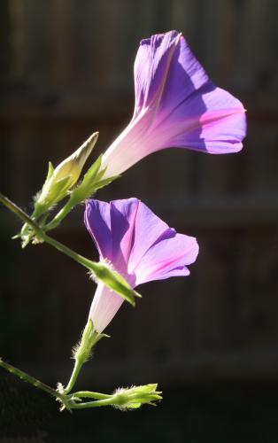 _1656553210.2022-Morning Glory 001.jpg
