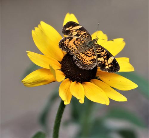 _1657239085.Butterfly 2022-7-7.JPG