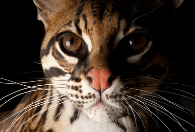 _1657605519.ocelot.PNG