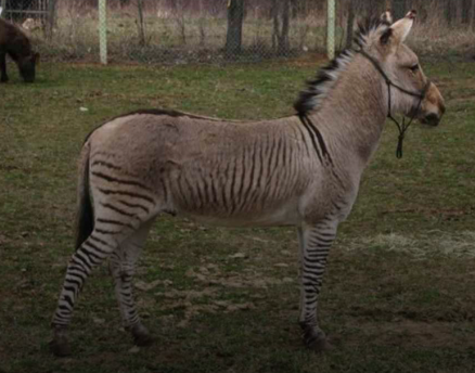 _1658363439.zonkey.PNG