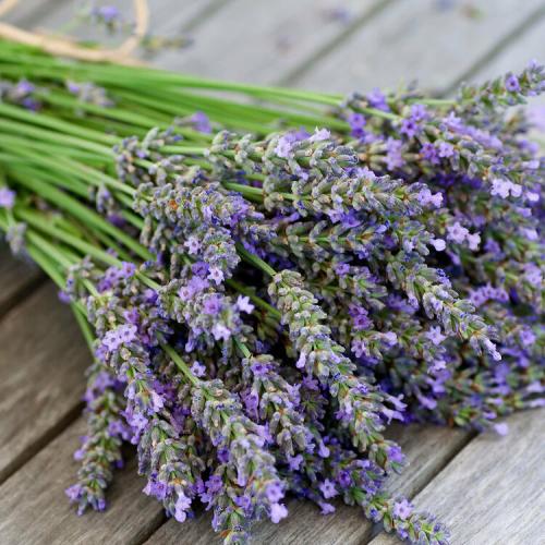 _1659056229.Lavender-Fragrance-Oil.jpg