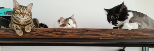 _1659130520.cats.jpeg