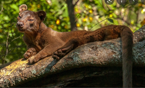 _1659646892.fossa.PNG