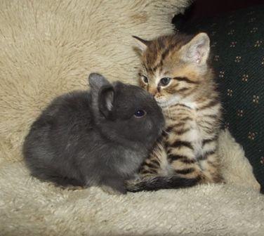 _1659690610._M'n'Ms Horton, and kitty.jpg