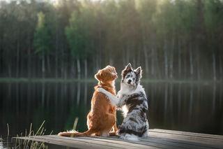 _1661547908.shutterstock_dogfriends_0.jpg