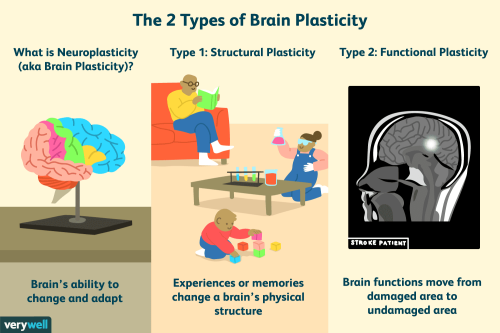 _1663360379.what-is-brain-plasticity-2794886-01-cb68ba43ed534fb4b220ff86bf28a0e4.png