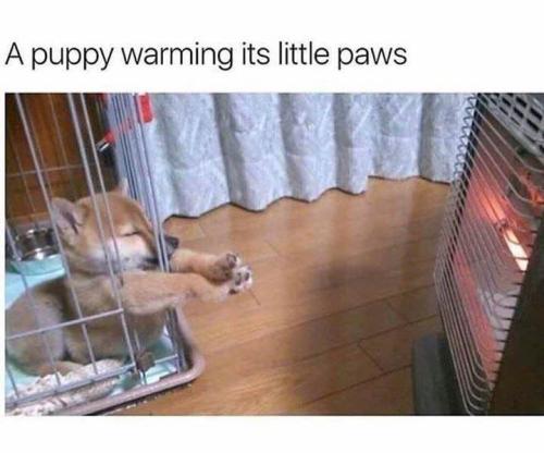 _1667320401.39-funny-animal-memes-that-are-impawsible-not-to-laugh-at-01-7.jpg