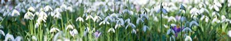 _1667830542.Snowdrops.jpg