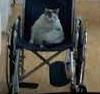 _1668715529.crippled fat f.jpeg