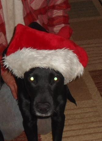 _1670956085.christmas taz (2).JPG