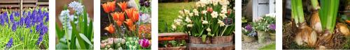 _1675247190.bulbs.jpg
