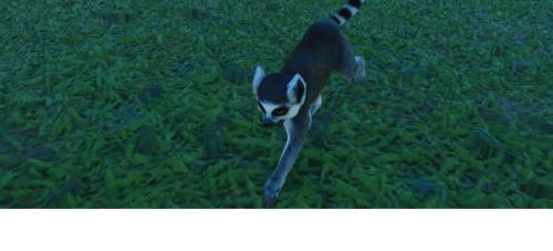 baby-lemur_1782441100.jpg