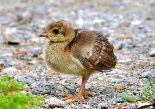 baby-peacock-18131813108_1729653960.jpg