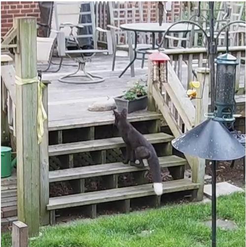blackredfox_1756234899.jpg