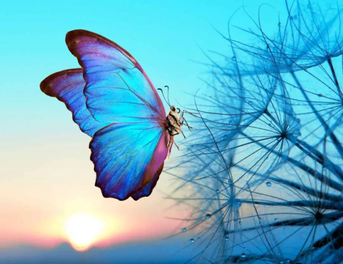 blue-morpho-dandelion_1694449637.png