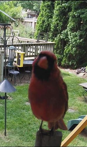 cardinal_1756303511.jpg