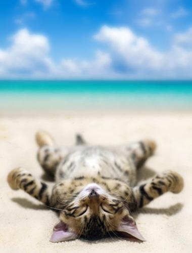 cat-5966030-1280_1765191215.jpg