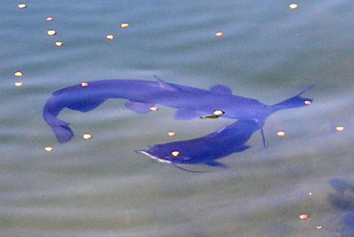 cat-fish-01_1736194456.jpg