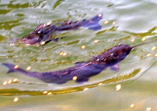 cat-fish-02_1736194469.jpg