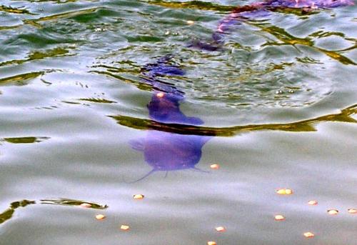 cat-fish-03_1736194483.jpg