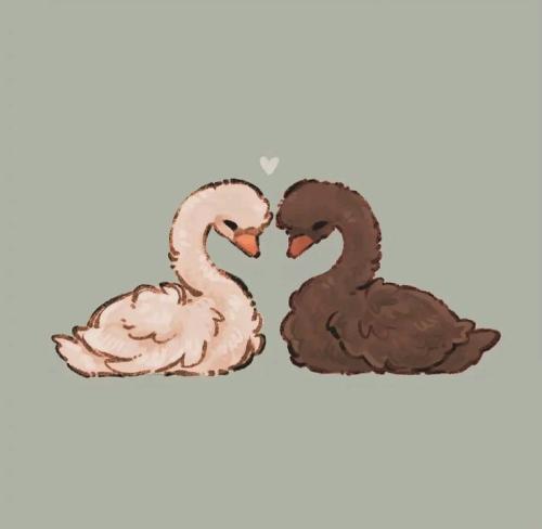 cisnes_1760722794.jpg
