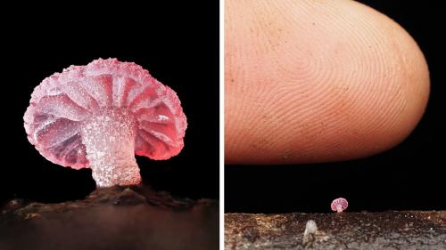 close-up-photographs-of-tiny-mushrooms-cyanesense-cover-675_1768373556.jpg