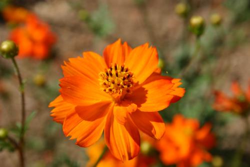 cosmossulphurklondikeorange01-1_1761275562.jpg