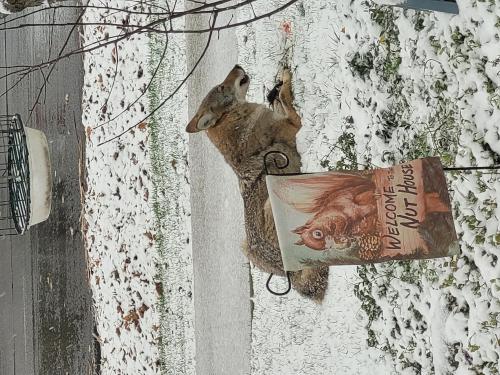 coyote_1756229762.jpg