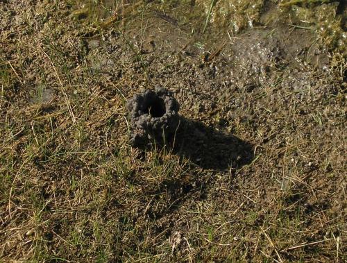 crayfish-hole_1736193782.JPG