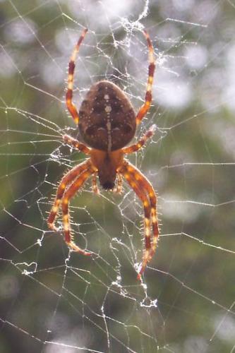 cross-spider-01_1758286845.JPG