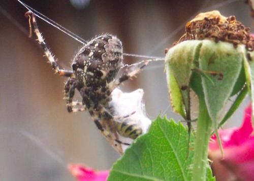 cross-spider_1758286887.JPG