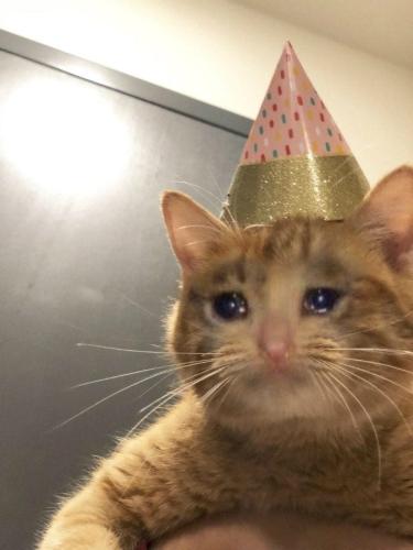 crying-cat-meme-21-2514108754_1767156357.jpg