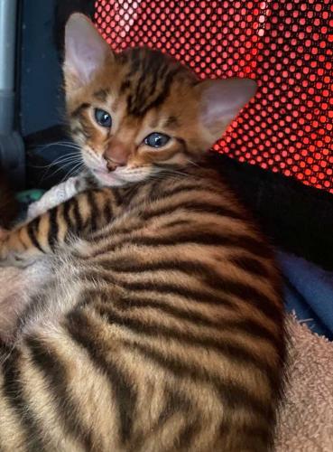designer-kittens-toygers-2022_1729651620.jpg