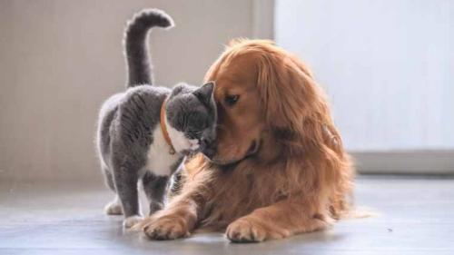 dogcatscuddling-1280x720_1676885982.jpg