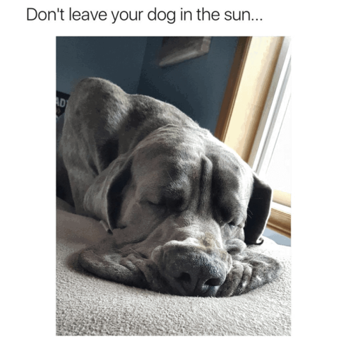 dont-leave-dog-sun-ad_1775669856.png