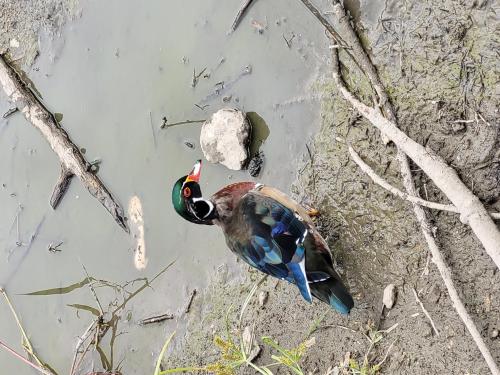 duck_1756303472.jpg