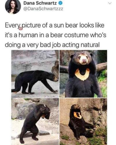 every-picture-sun-bear-looks-like-s-human-bear-costume-whos-doing-very-bad-job-acting-natural_1775669837.jpeg