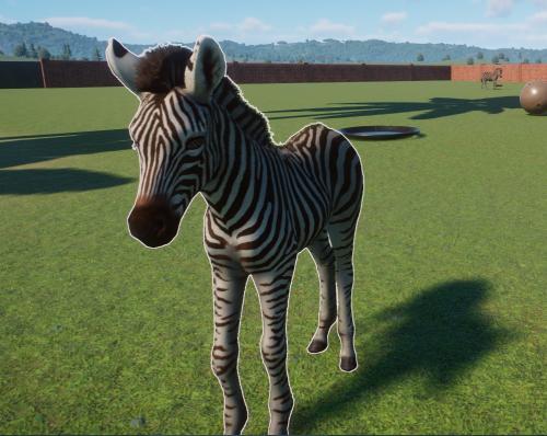 first-born-zebra_1782353148.jpg