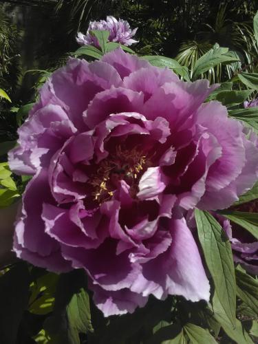 flower_1776349407.jpg