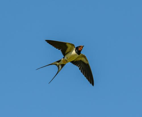 free-photo-of-flying-barn-swallow_1780345644.jpeg