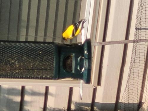 gold-finch_1756303486.jpg