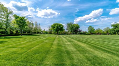 grass-and-greem-field_1784208158.jpg