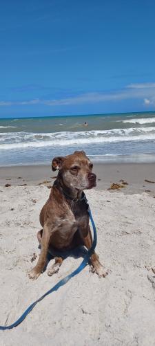 harleybeach1_1717798354.jpg