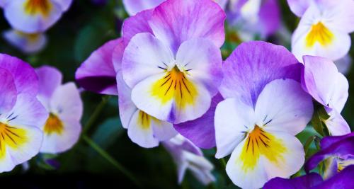 hero-purple-flowers_1763083845.jpg
