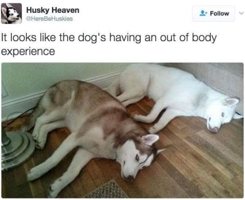 husky-heaven-herebehuskies-follow-looks-like-dogs-having-an-out-body-experience_1775669822.jpeg