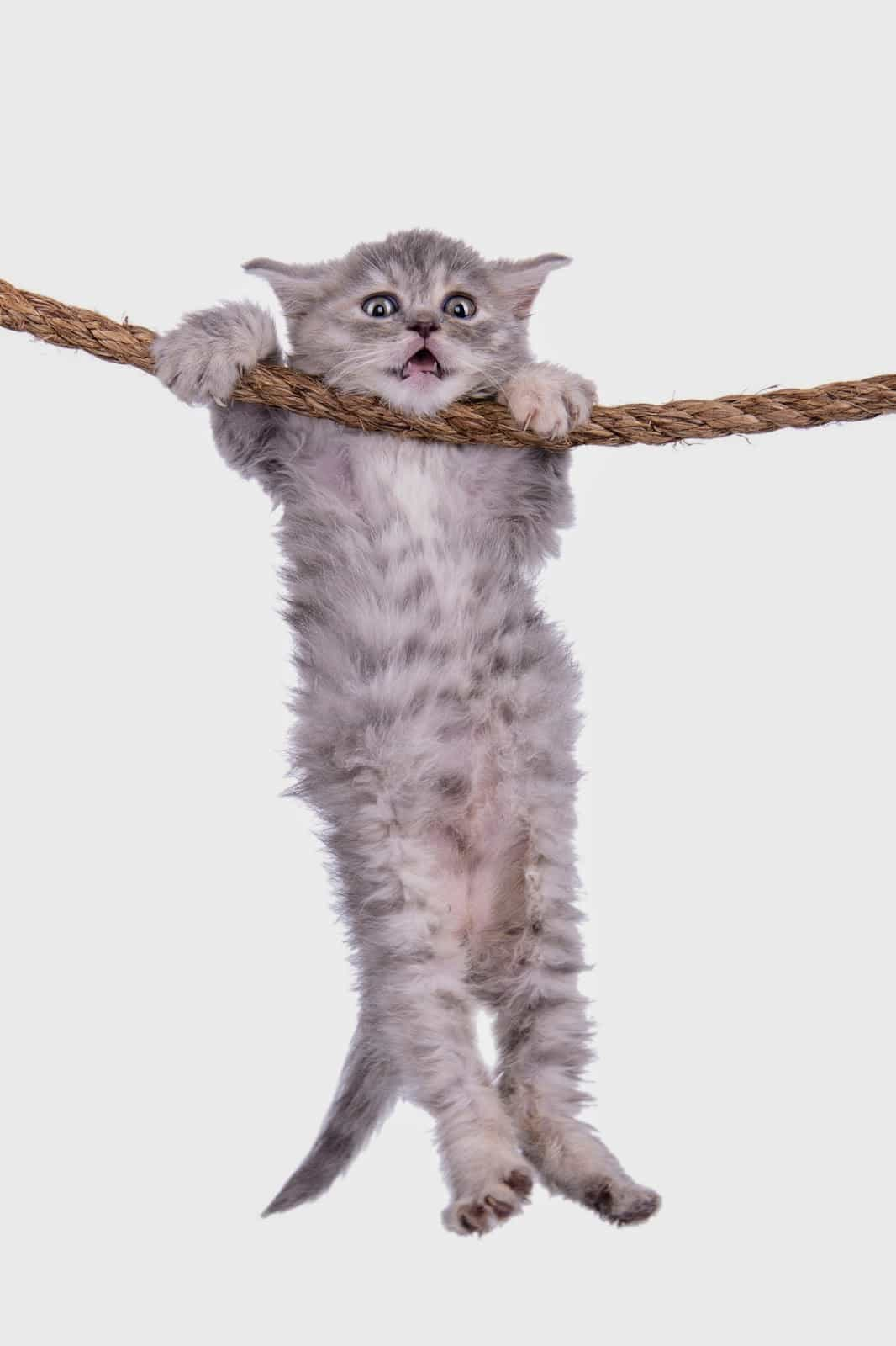 image_1635560089.png