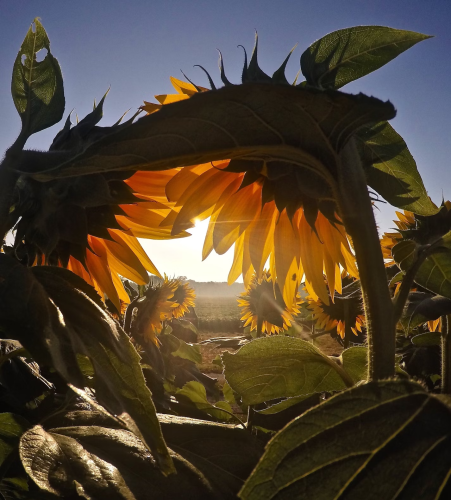 image_1693784634.png